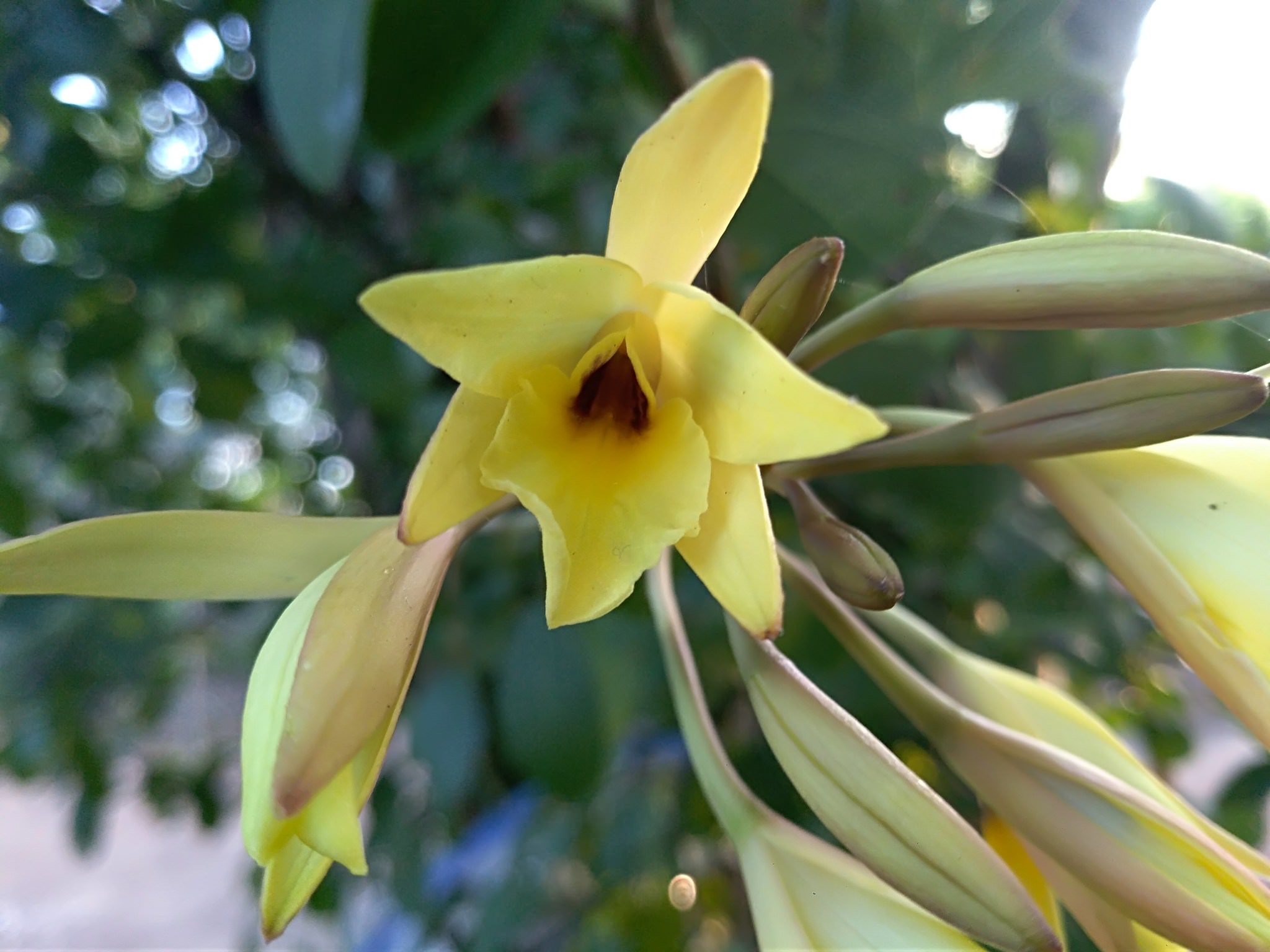 Laelia aurea